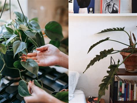 室內觀花植物|植物殺手也不怕，8 款適合「室內植栽」品種介紹，增。